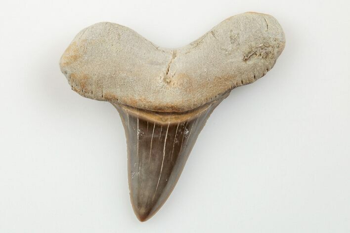 Cretaceous Ginsu Shark (Cretoxyrhina) Tooth - Kansas #203323